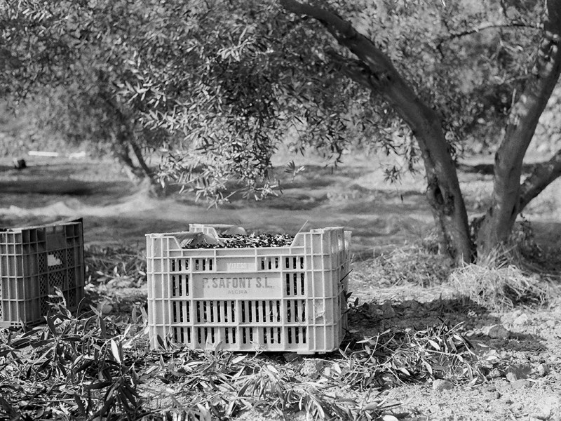 Fruits of olive&nbsp;picking